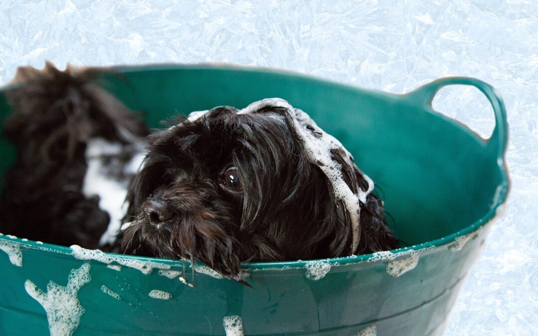 5- Il cane va lavato ogni 6 mesi altrimenti perde il grasso cutaneo?