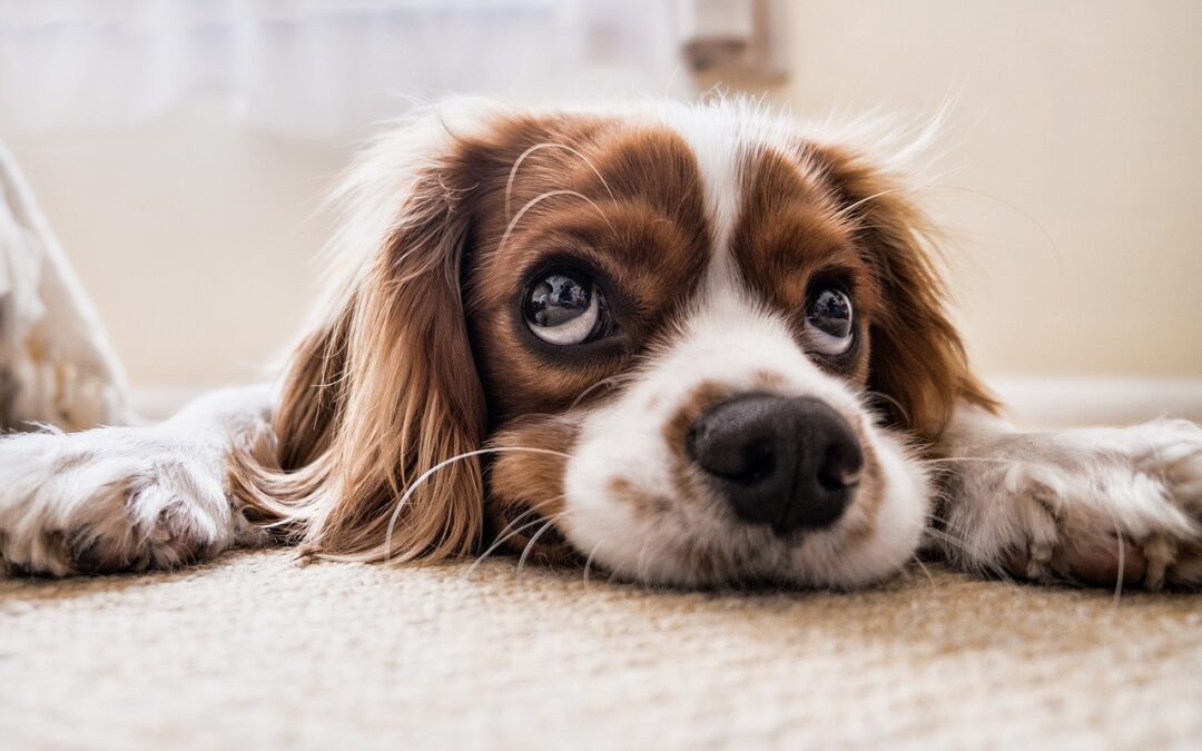 Perché il cane trema quando entra in toeletta