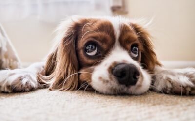 6- Il cane trema quando entra in toeletta?